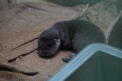 のいち動物公園ユーラシアカワウソ