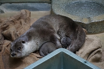 のいち動物公園ユーラシアカワウソ