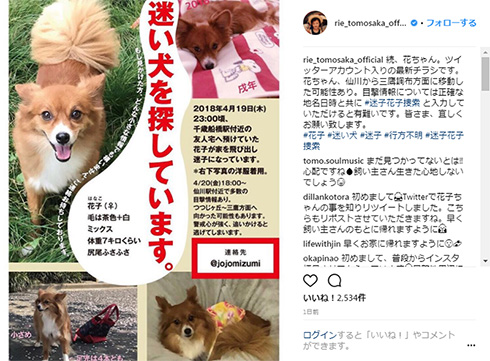 行方不明 犬 花子 保護 村岡希美 ともさかりえ 石田ゆり子 江口ともみ