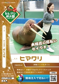 ヒレアシ甲子園