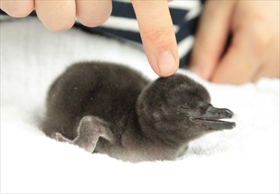 すみだ水族館マゼランペンギン