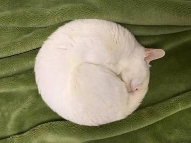たかしちゃん　まん丸に寝ている猫 mqdefault.jpg