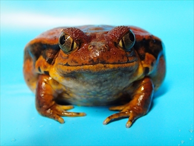 ケロレンジャー