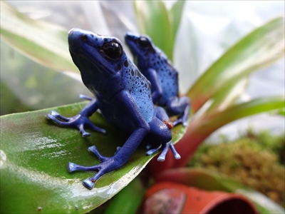 ケロレンジャー