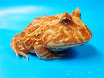 ケロレンジャー