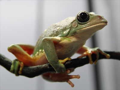 ケロレンジャー