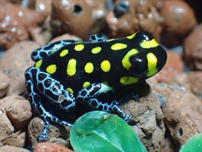 ケロレンジャー