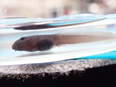 ケロレンジャー