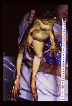 ケロレンジャー