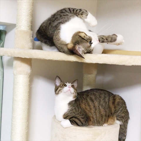 猫のすずめちゃん