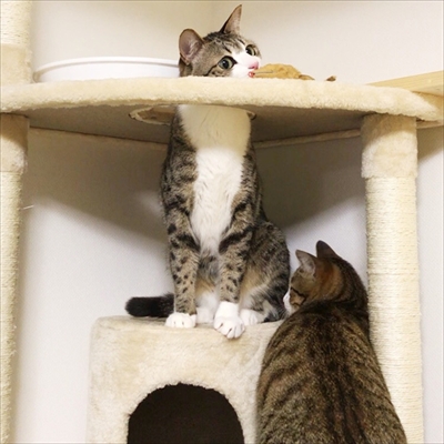 猫のすずめちゃん