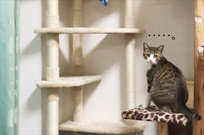 猫のすずめちゃん