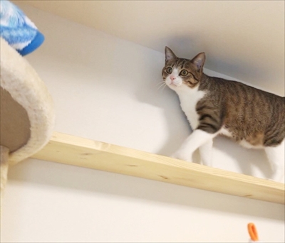 猫のすずめちゃん