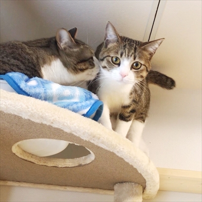 猫のすずめちゃん