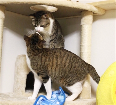 猫のすずめちゃん