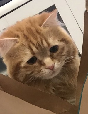 がっかり顔の猫ちゃん