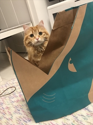 がっかり顔の猫ちゃん