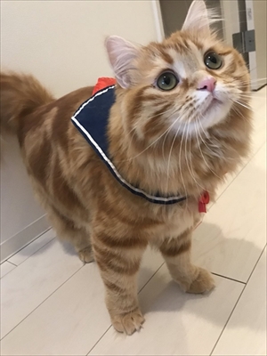 がっかり顔の猫ちゃん