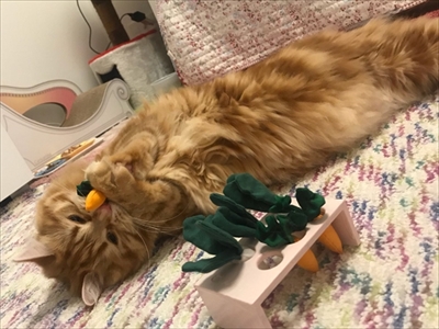 がっかり顔の猫ちゃん