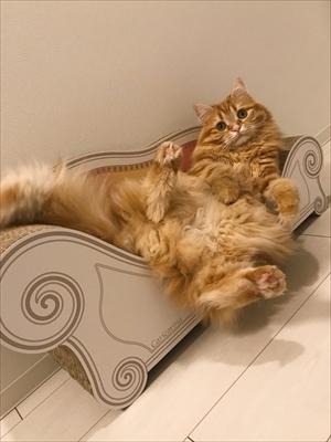 がっかり顔の猫ちゃん