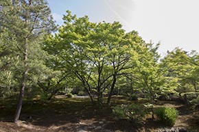 そうだ 京都、行こう。 宝厳院