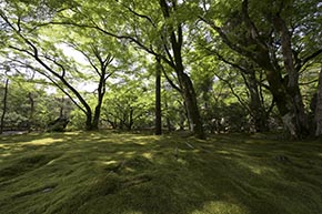 そうだ 京都、行こう。 宝厳院