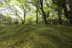 そうだ 京都、行こう。 宝厳院