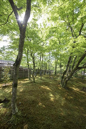 そうだ 京都、行こう。 宝厳院