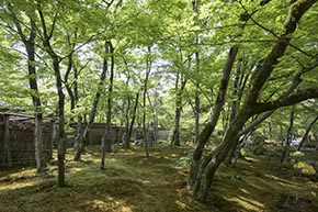 そうだ 京都、行こう。 宝厳院
