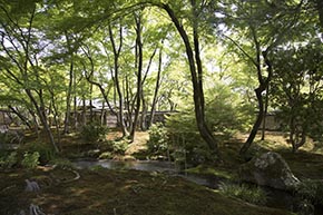 そうだ 京都、行こう。 宝厳院