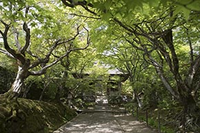 そうだ 京都、行こう。 常寂光寺