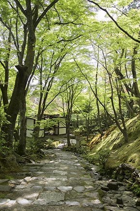 そうだ 京都、行こう。 常寂光寺
