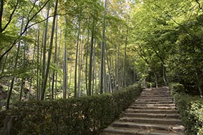 そうだ 京都、行こう。 常寂光寺