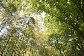 そうだ 京都、行こう。 常寂光寺