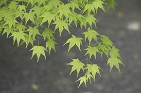 そうだ 京都、行こう。 常寂光寺