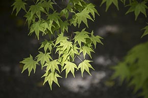 そうだ 京都、行こう。 常寂光寺