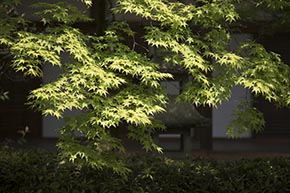 そうだ 京都、行こう。 常寂光寺