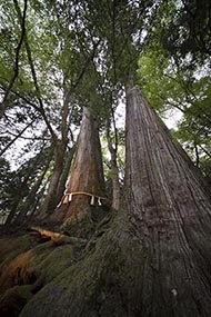 そうだ 京都、行こう。 貴船神社