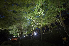 そうだ 京都、行こう。 八瀬もみじの小径