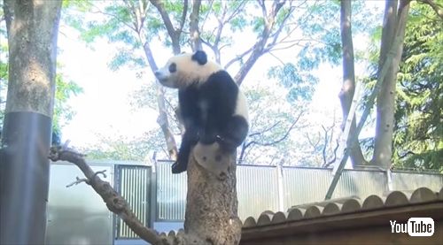 上野動物園シャンシャン