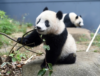 上野動物園シャンシャン