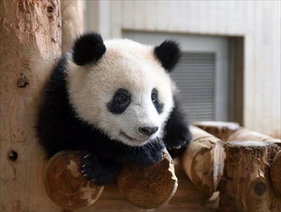 上野動物園シャンシャン