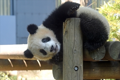上野動物園シャンシャン
