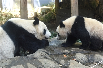上野動物園シャンシャン