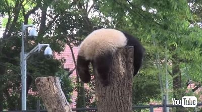 上野動物園シャンシャン