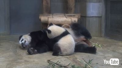 上野動物園シャンシャン