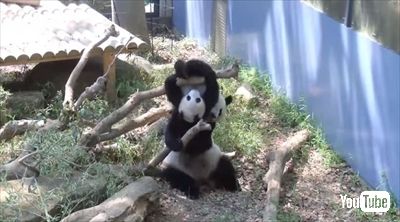上野動物園シャンシャン