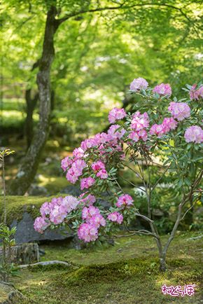 そうだ 京都、行こう。