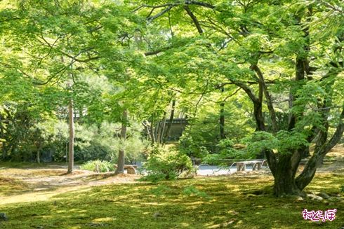 そうだ 京都、行こう。