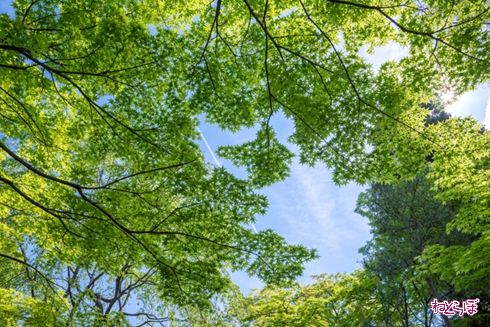 そうだ 京都、行こう。